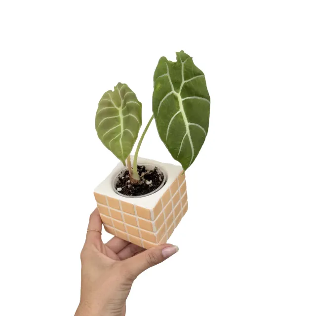 Plant and Stories Watsoniana alocasia vert foncé pot 12 cm