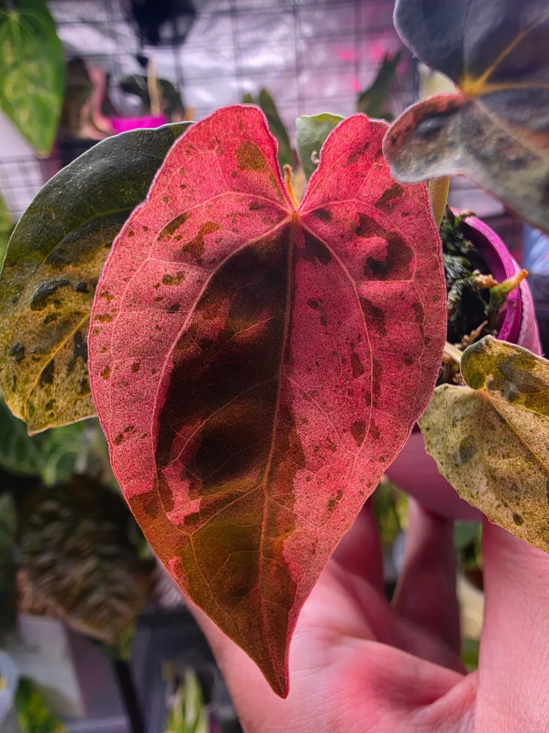 plant.ess Kobe Bifu Stardust Clone anthurium 2 feuilles mint