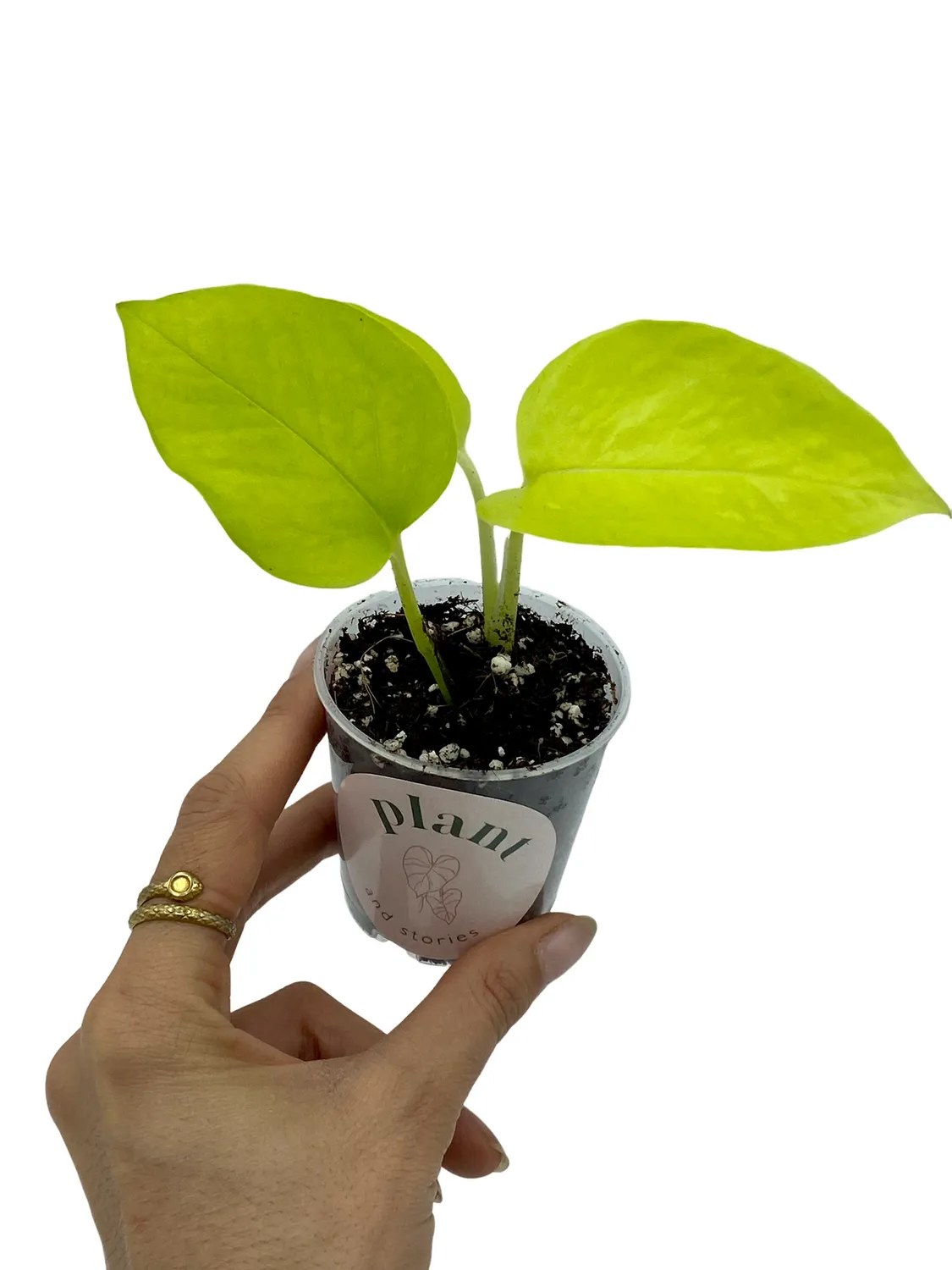 Plant and Stories Epipremnum Néon pothos pot 6cm chartreuse