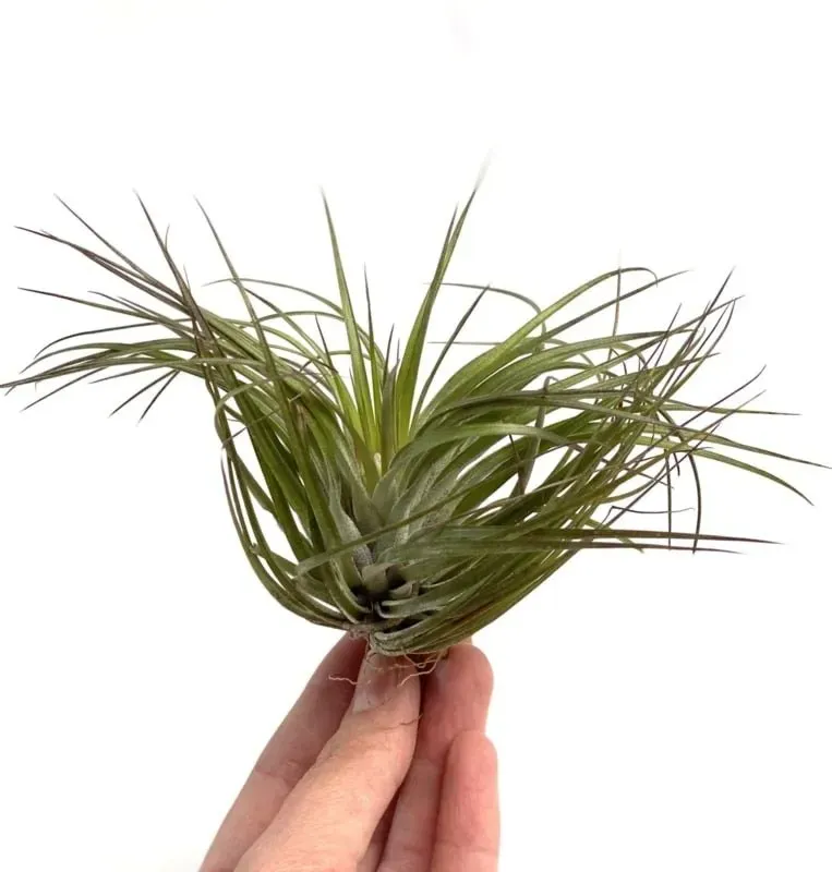 Airplantshop Stricta tillandsia fleur rose