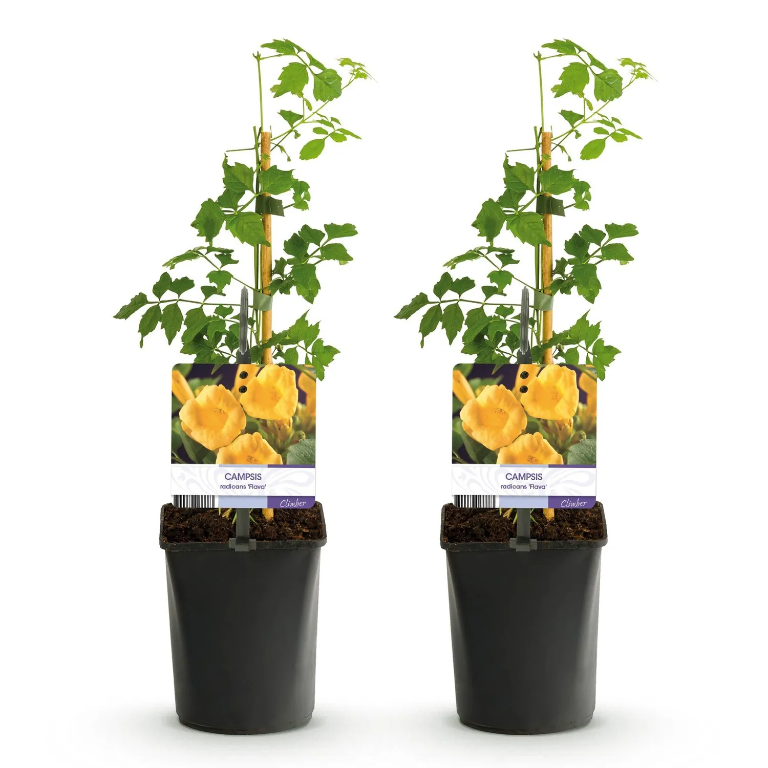 Plant and Stories Bignone Flava plante grimpante jaune lot 11 cm