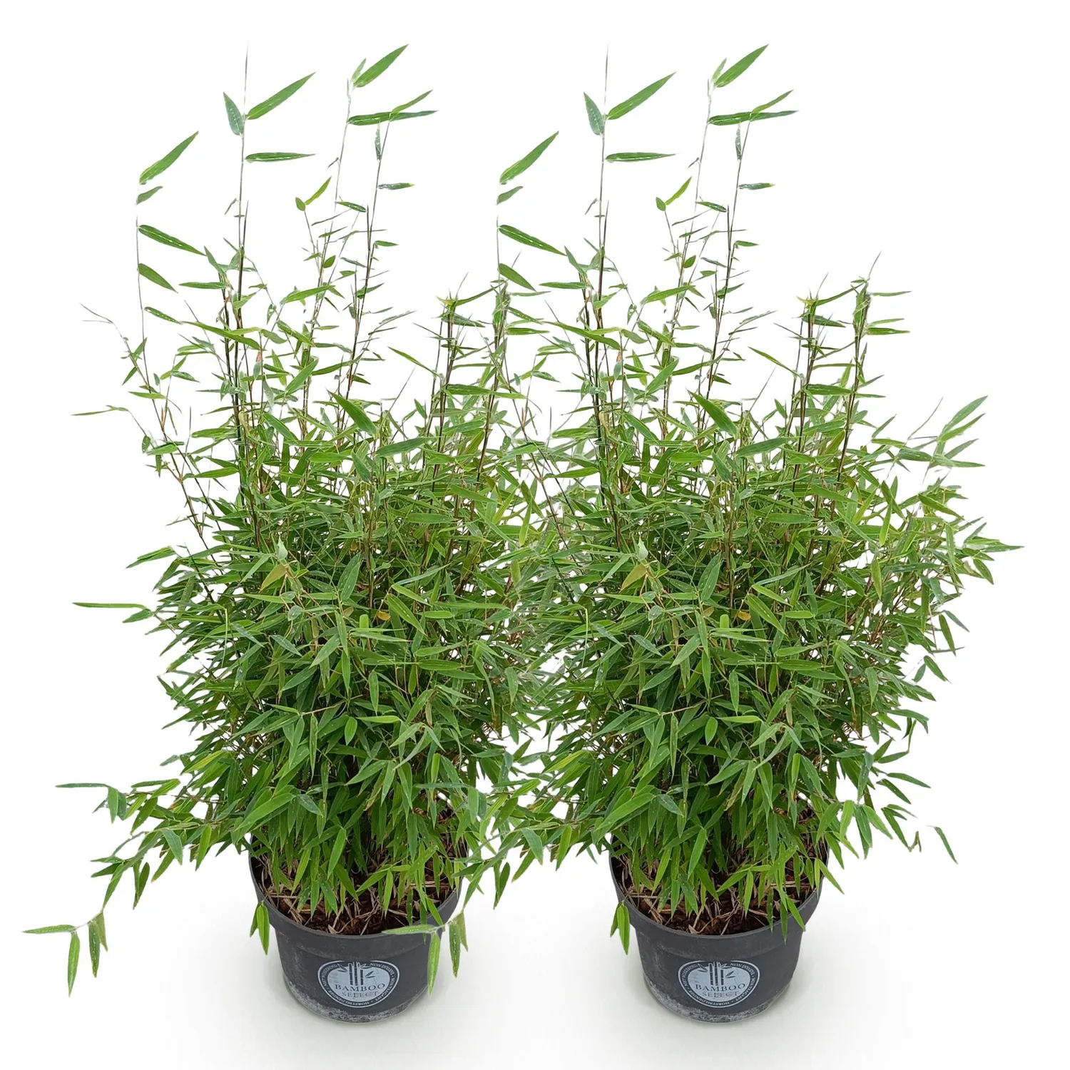 Plant and Stories Bambou Red Dragon brise-vue pot 23 cm