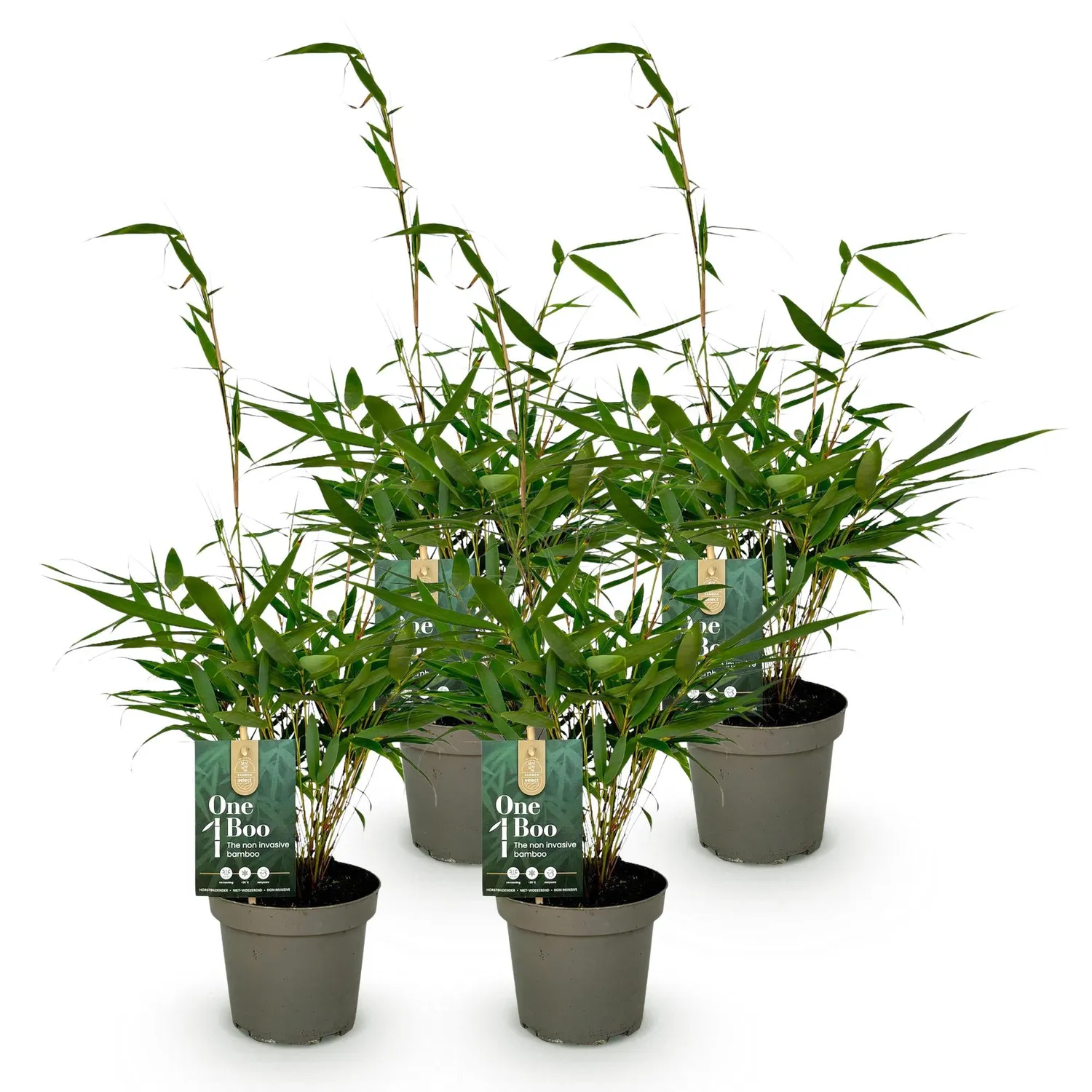 Plant and Stories Fargesia Pingwu bambou pot 14cm 2 plants