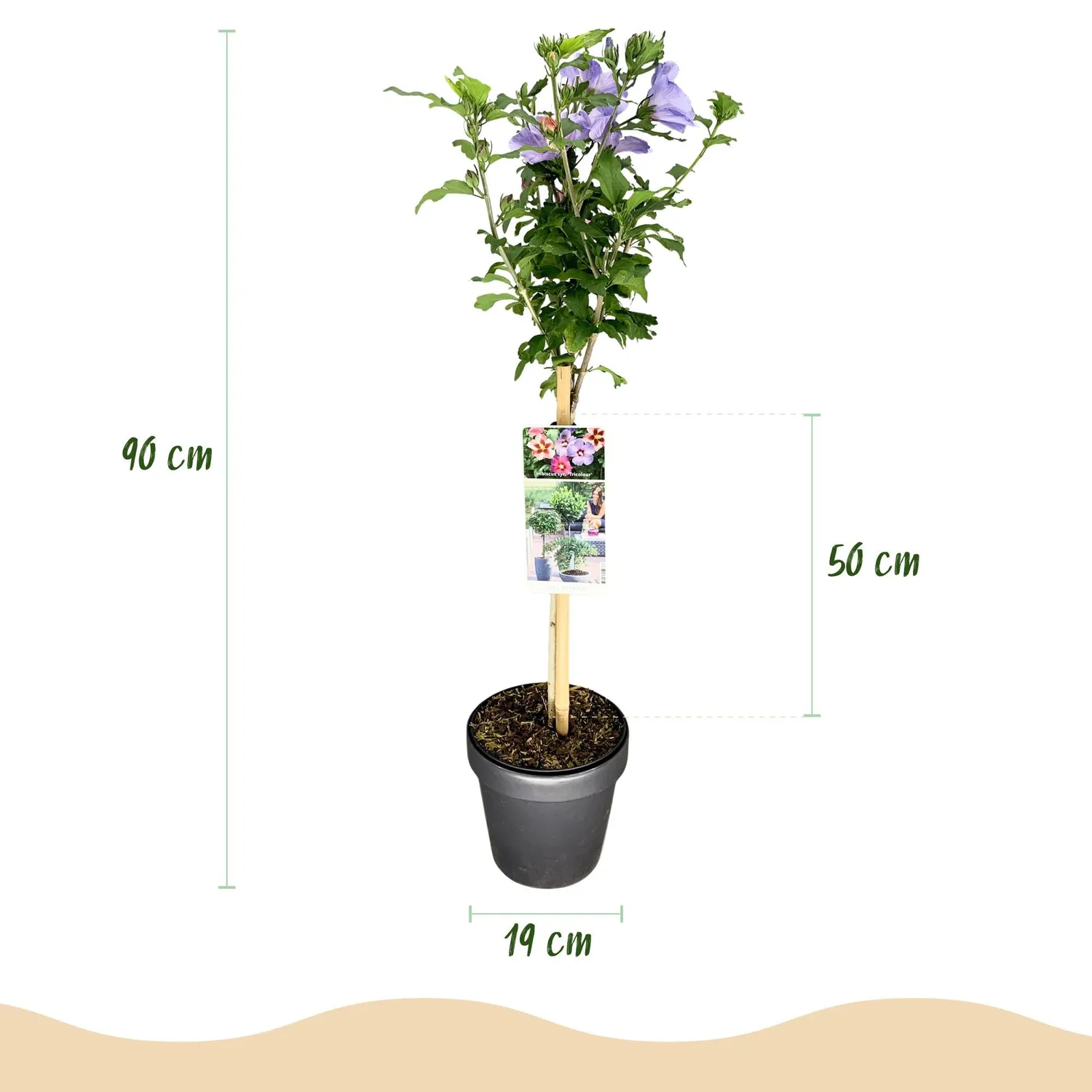 Plant and Stories Hibiscus syriacus Tricolour arbuste pot 19 cm rustique