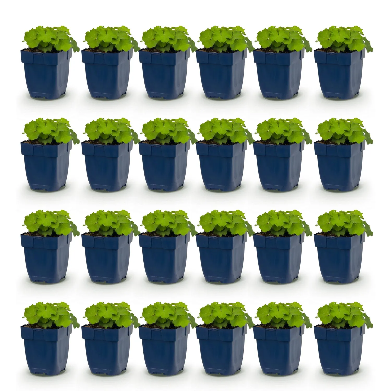 Plant and Stories alchémille Alchemilla mollis pot 11 cm vivace ombre