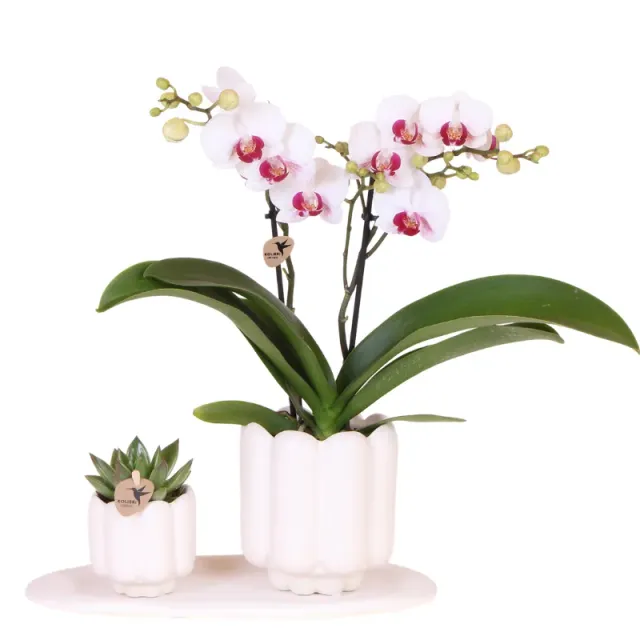 Plant and Stories Phalaenopsis Gibraltar orchidée coffret cadeau 9 cm