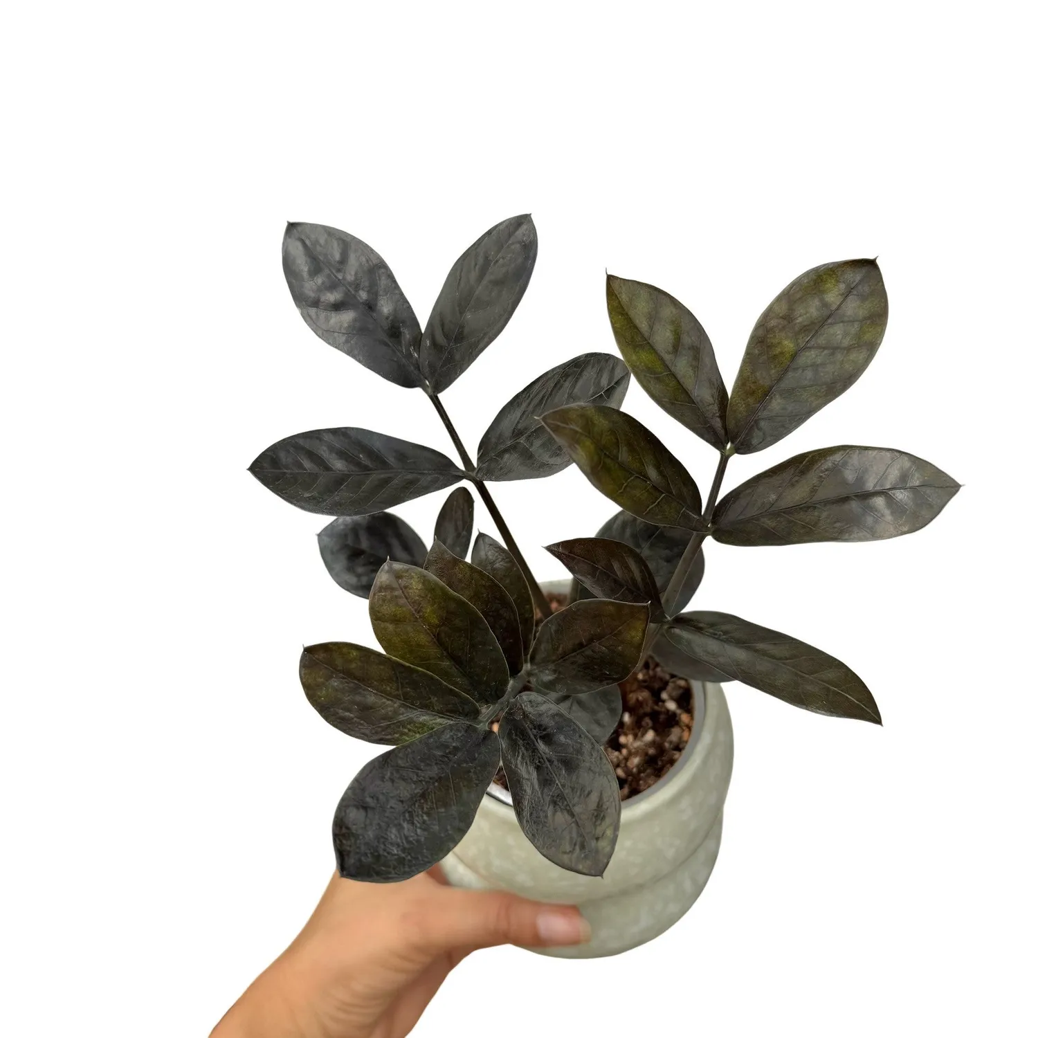 Plant and Stories Zamioculcas Zamiifolia Raven plante pot 9 cm noire