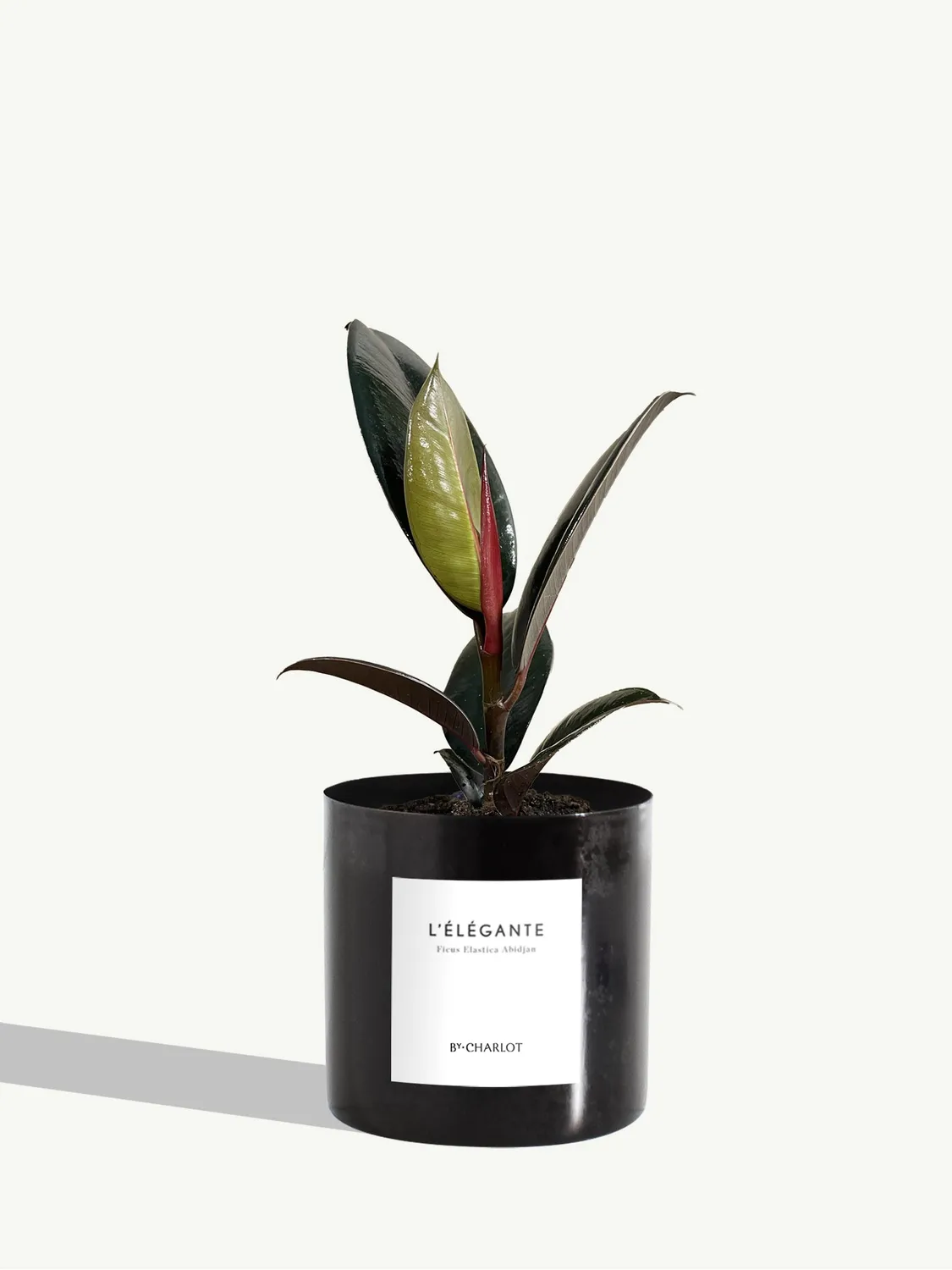 By Charlot L'Élégante plante verte facile