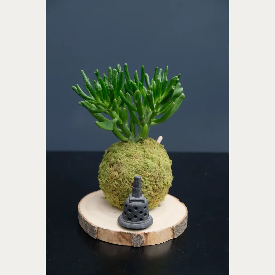 Oh My Green Crassula Ovata Hobbit kokedama M plein soleil