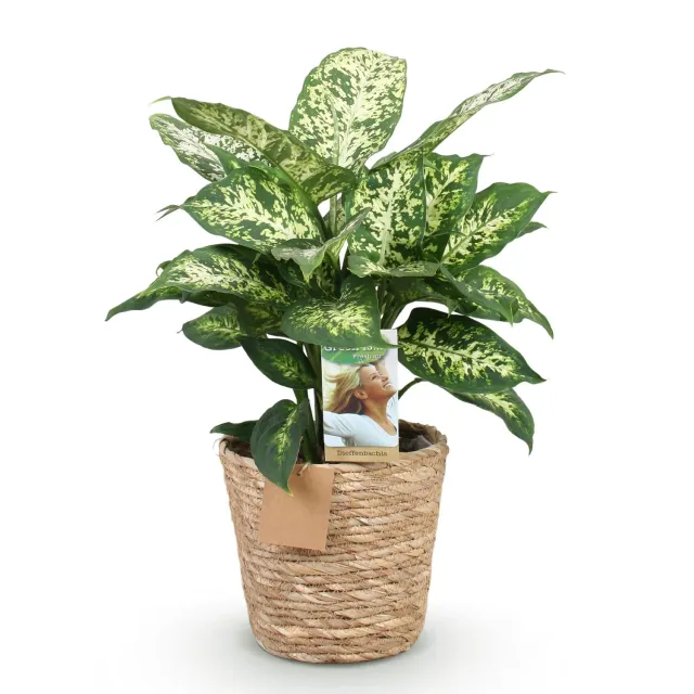 Plant and Stories Dieffenbachia Compacta intérieur 17 cm panier