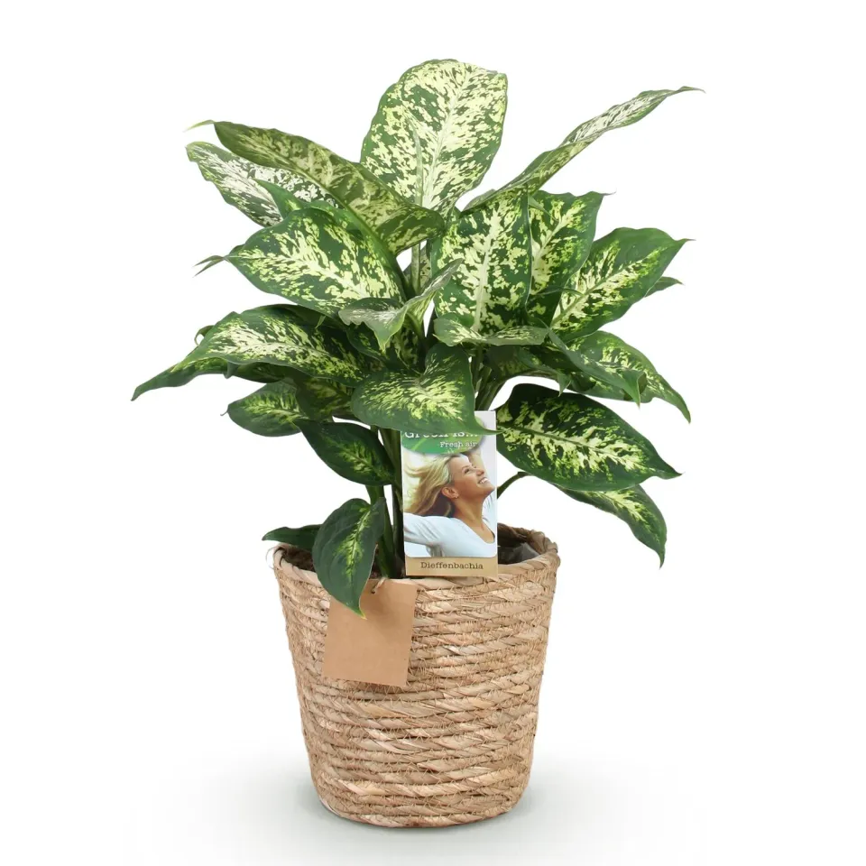 Plant and Stories Dieffenbachia Compacta intérieur 17 cm panier