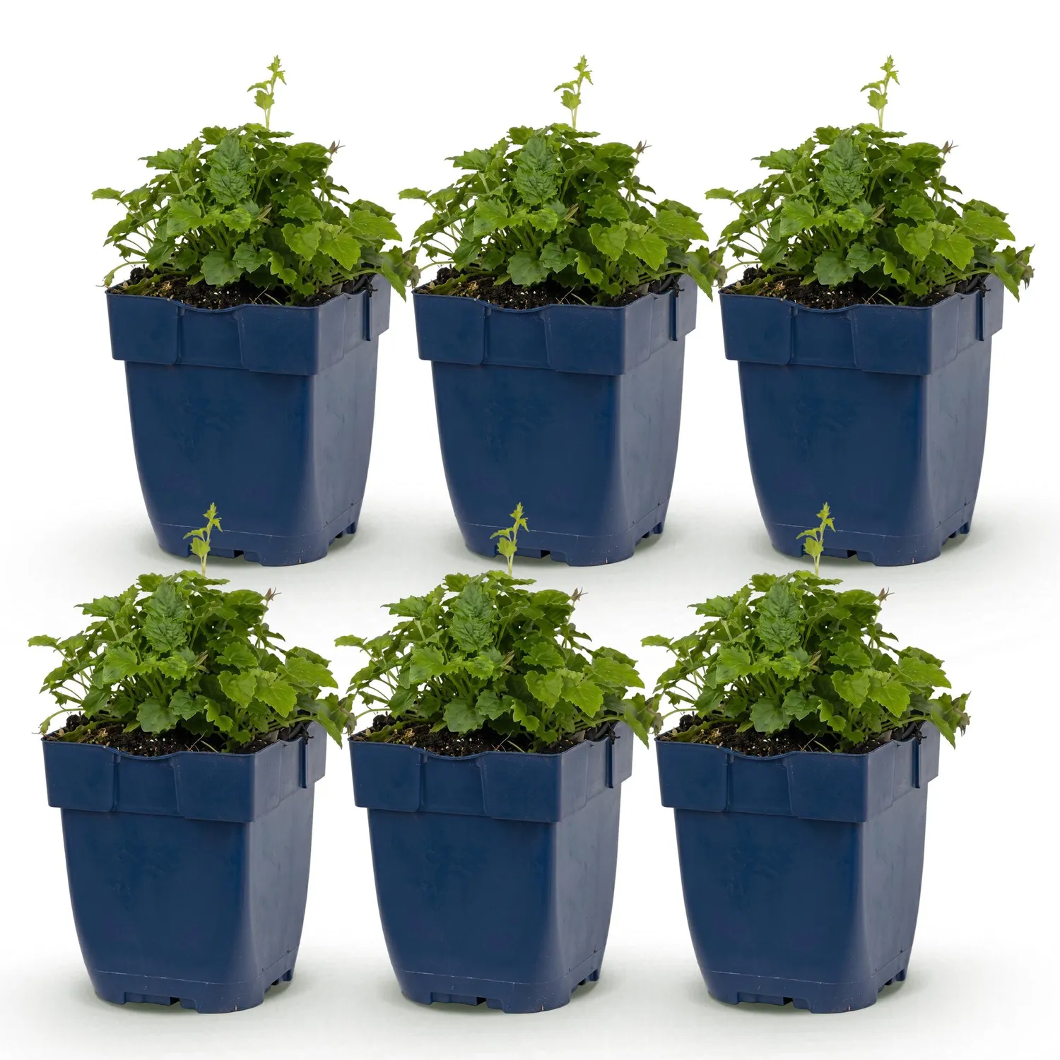 Plant and Stories Lisduggan campanule couvre-sol pot 11 cm 1 plant