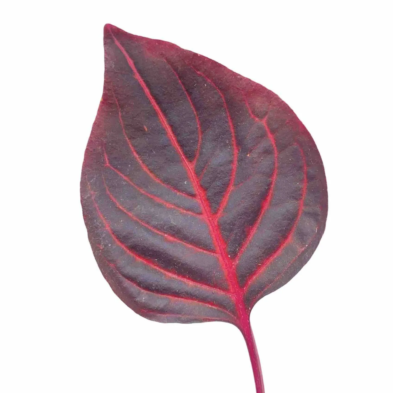 Plant and Stories Herbstii iresine plante intérieur pot 6cm rouge