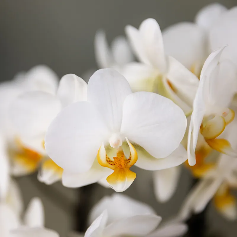 Plant and Stories Lausanne orchidée phalaenopsis blanche coffret pot 12cm
