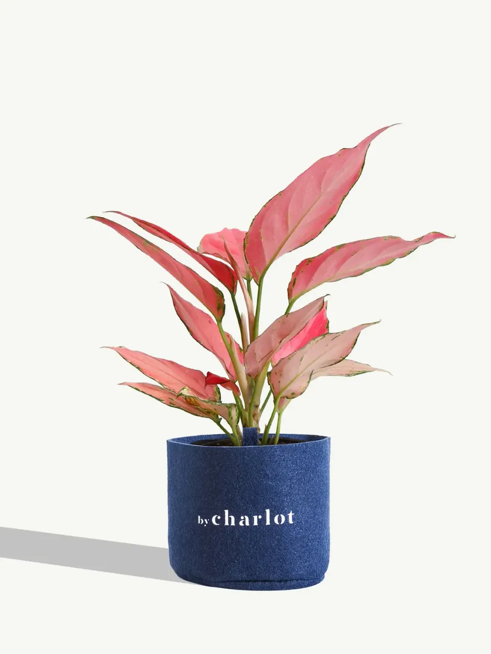By Charlot La Rayonnante plante Aglaonema recharge S