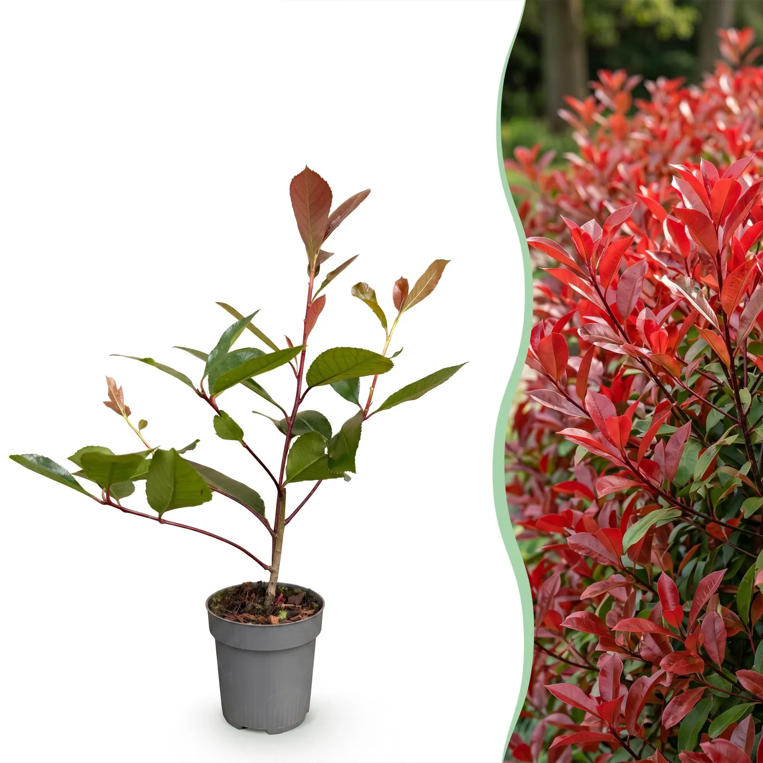 Plant and Stories Red Robin photinia haie 8 plants pot 9 cm