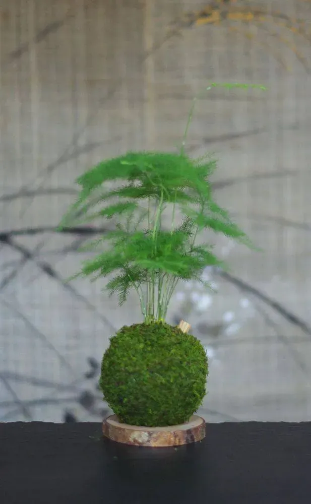 AQUAPHYTE Helmoltz kokedama Magnet asparagus fin