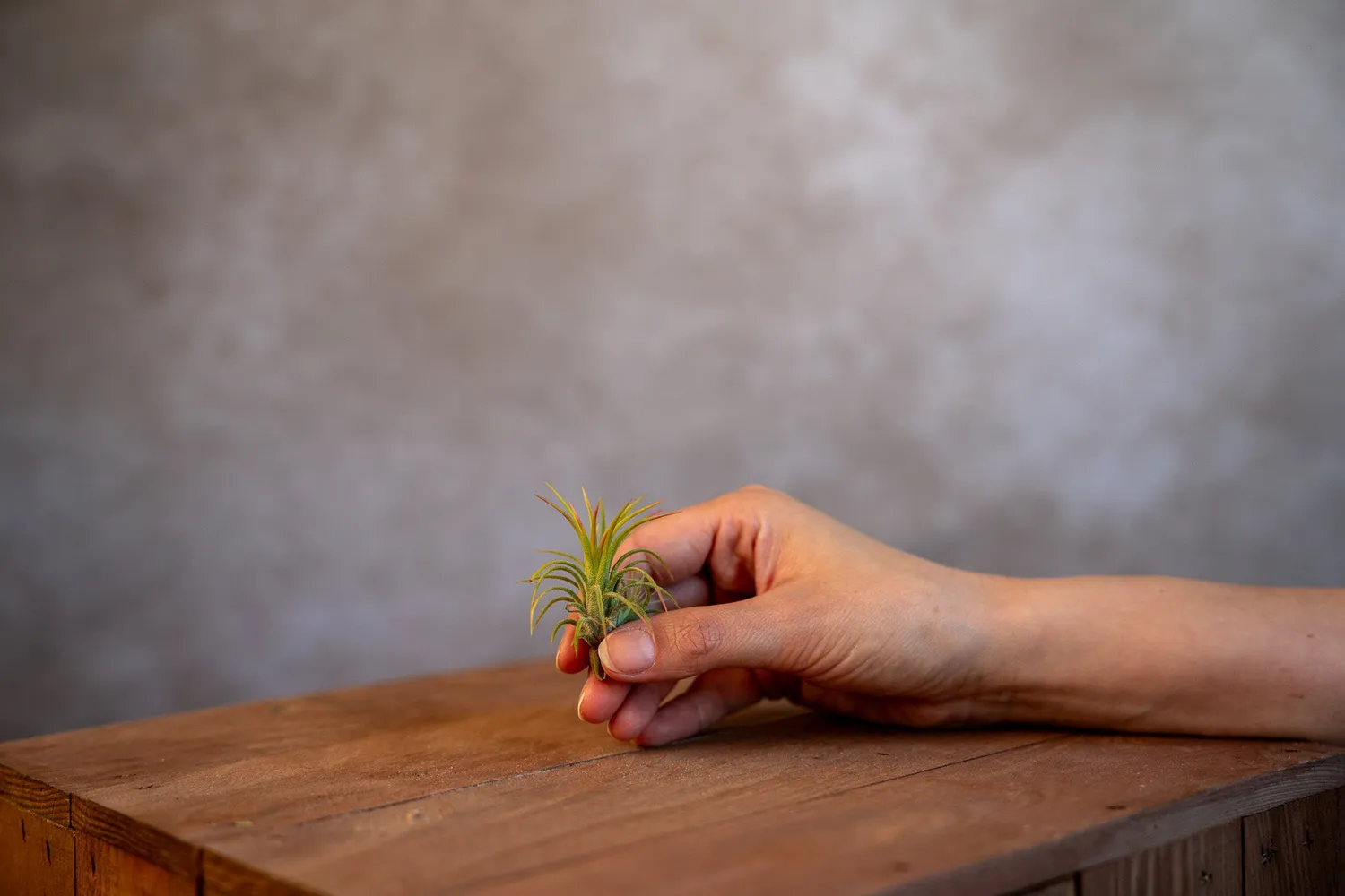 Airplantshop Ionantha Fuego plante aérienne rouge S-XL