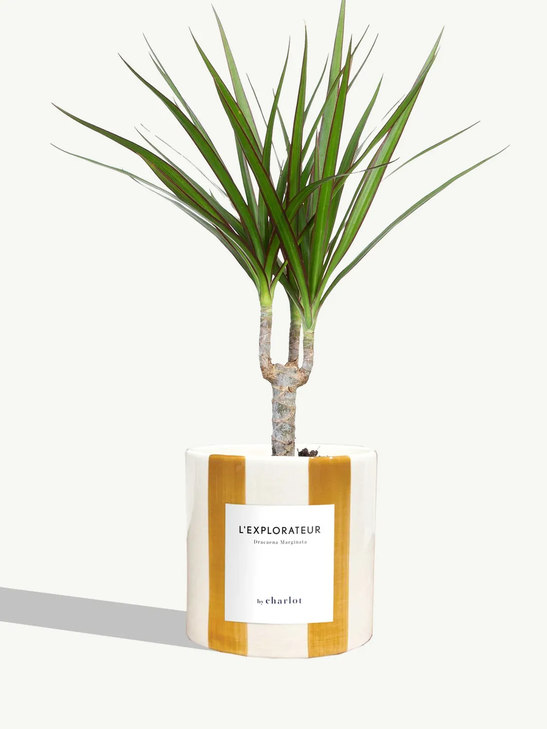 By Charlot L'Explorateur plante Dracaena Marginata S