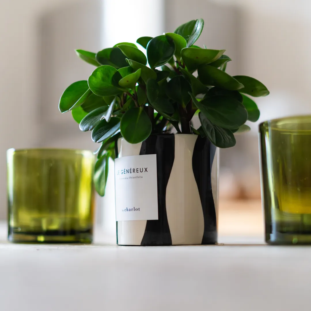 By Charlot Le Généreux plante pot S peperomia
