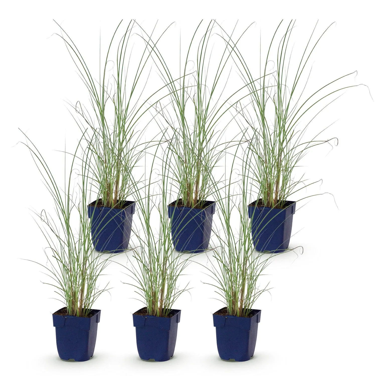Plant and Stories Miscanthus Morning Light graminée 6 plants pot 11 cm