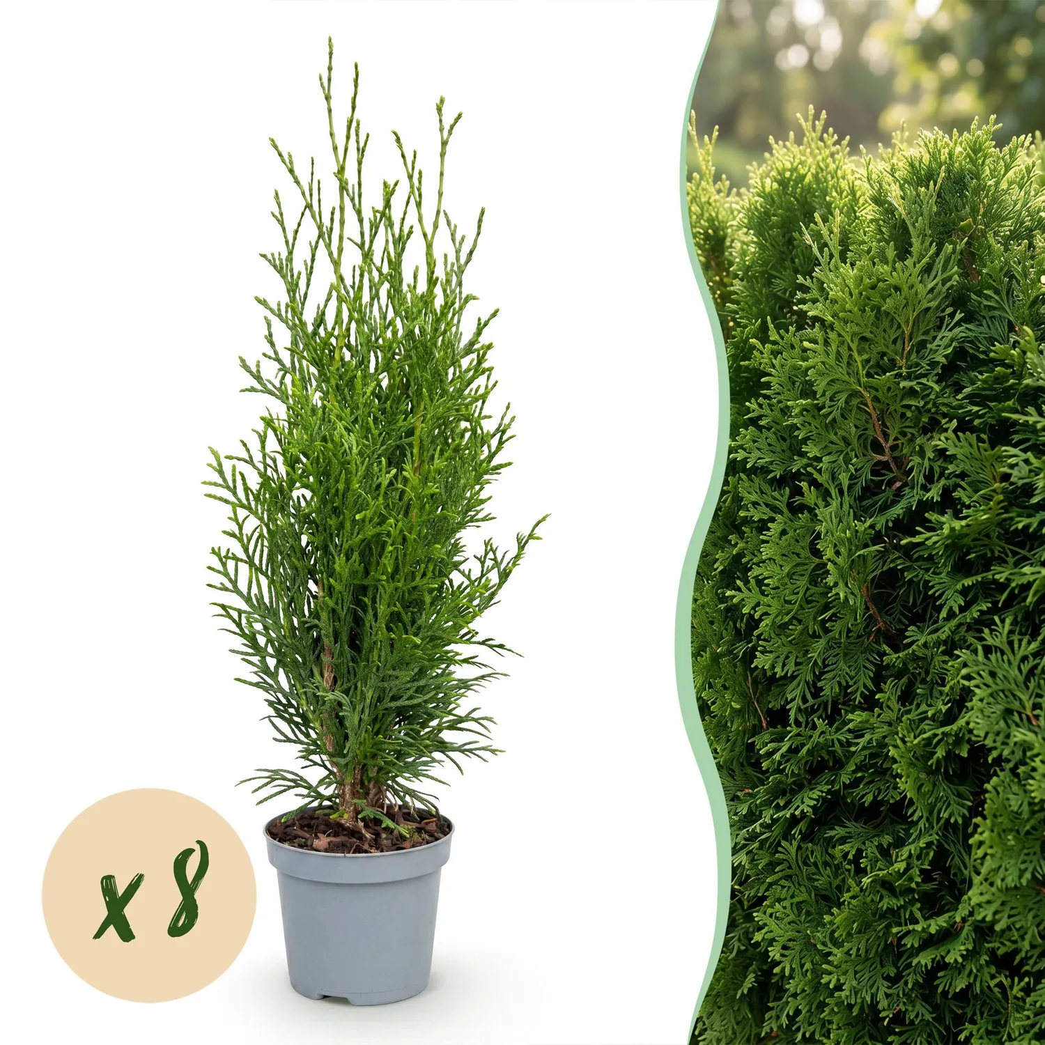 Plant and Stories Thuja Smaragd haie persistante 30 cm lot 8
