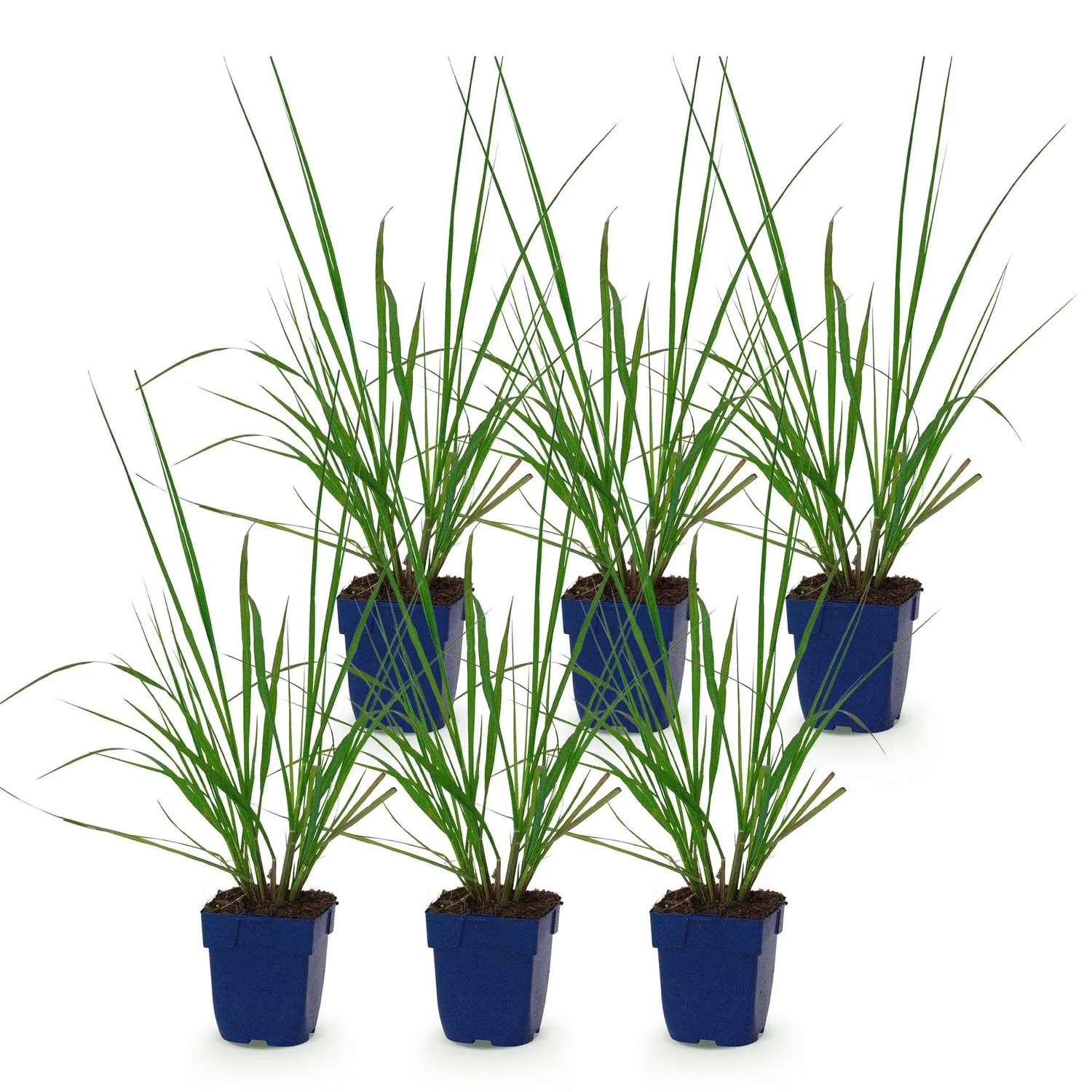 PLANT AND STORIES Herbe aux écouvillons Black Beauty graminée pot 11 cm 1 plant