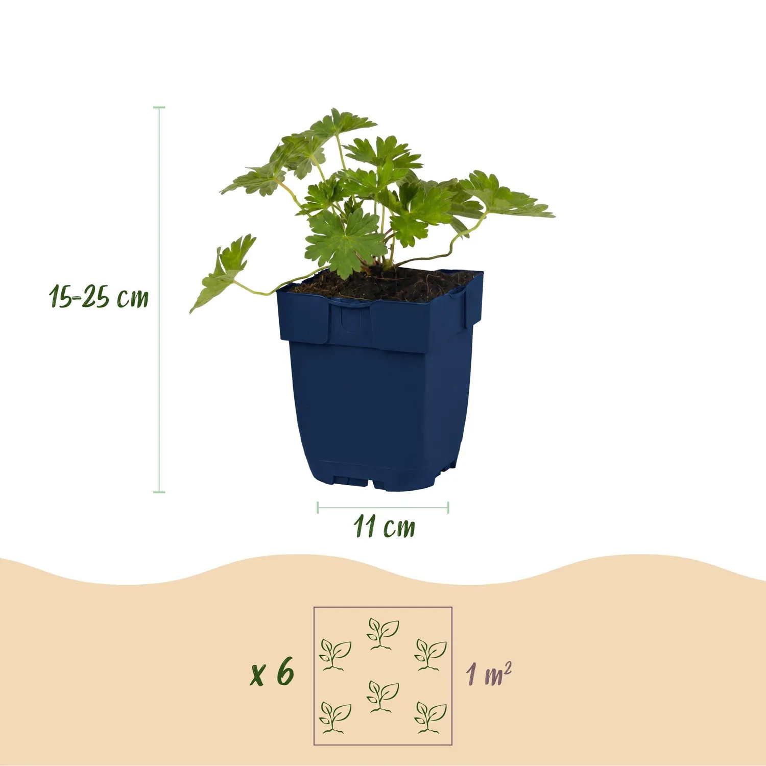 Plant and Stories Géranium Rozanne vivace pot 11 cm violet