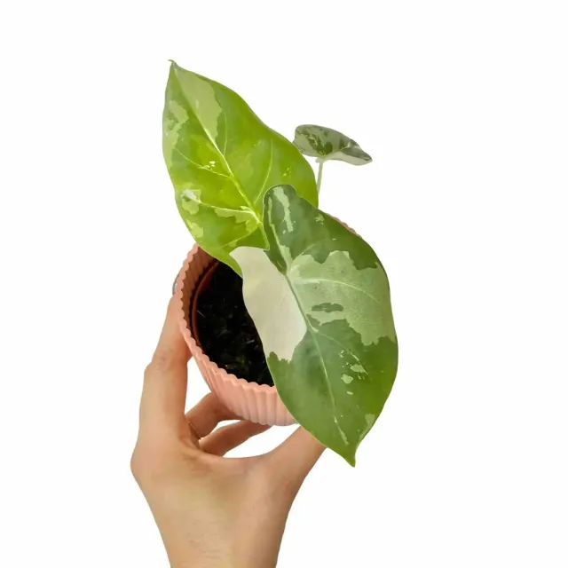 Plant and Stories Alocasia Macrorrhiza variegata plante pot 9cm
