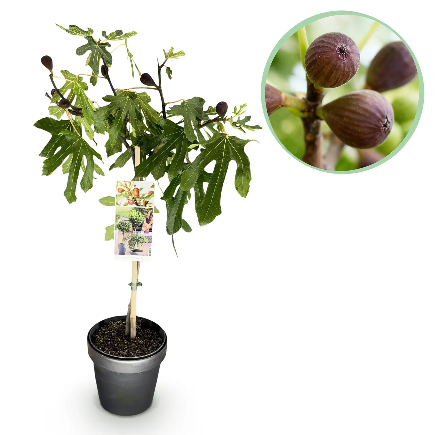 Plant and Stories Figuier Little Miss Figgy pot 19 cm hauteur 90 cm
