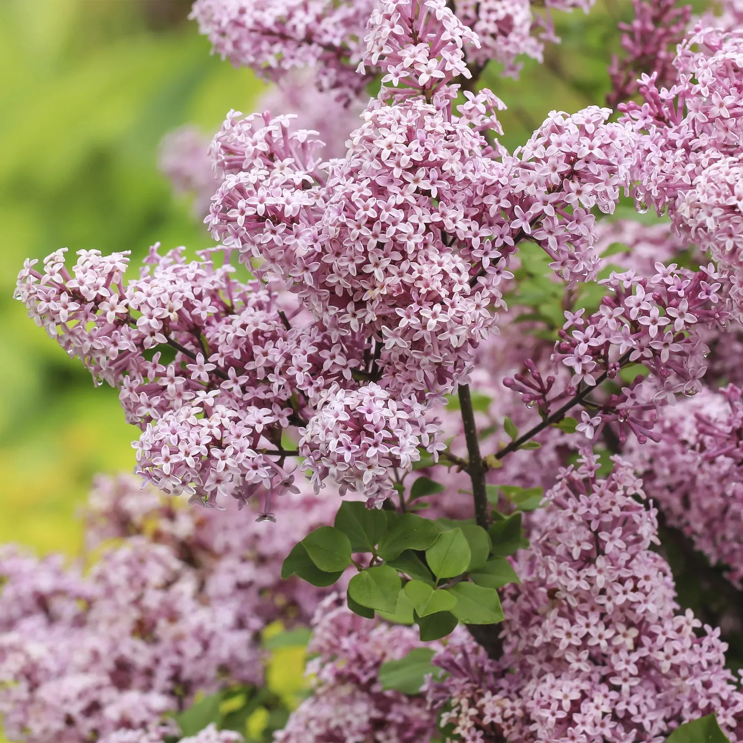 Plant and Stories Lilas de Meyer Palibin arbuste pot 19 cm parfumé