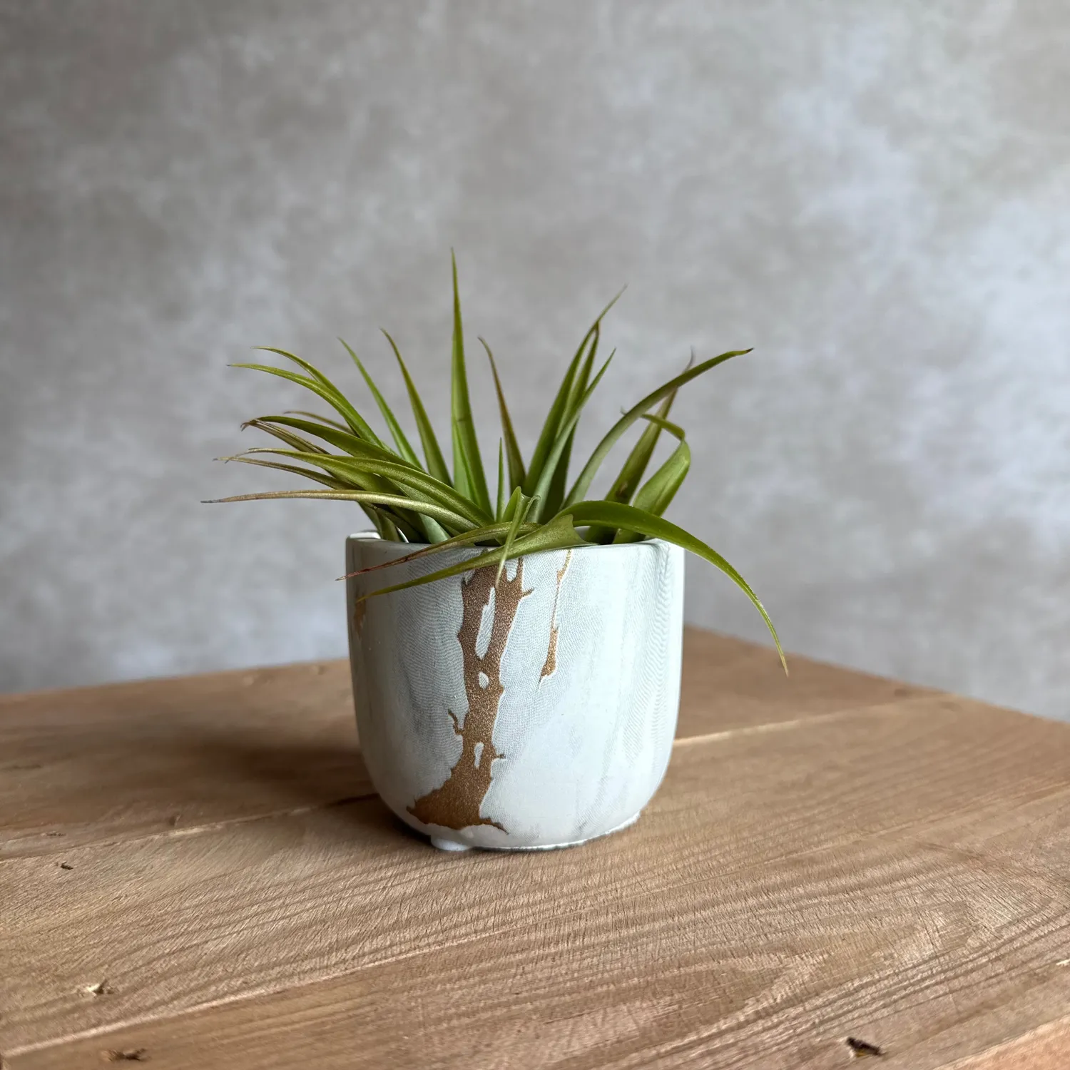Airplantshop Pot marbre blanc doré avec tillandsia capitata