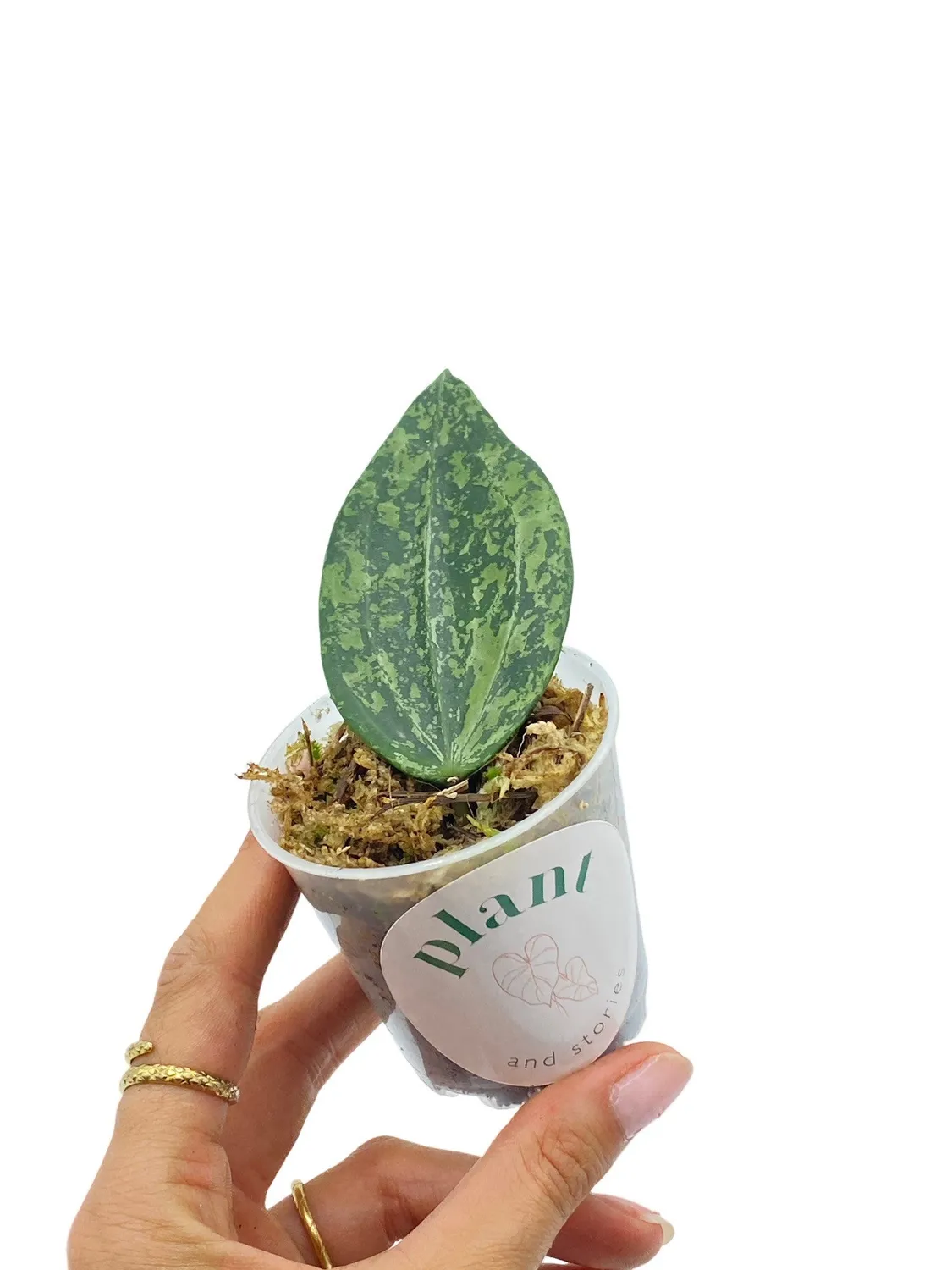 Plant and Stories Rangsan hoya grimpante pot 6cm