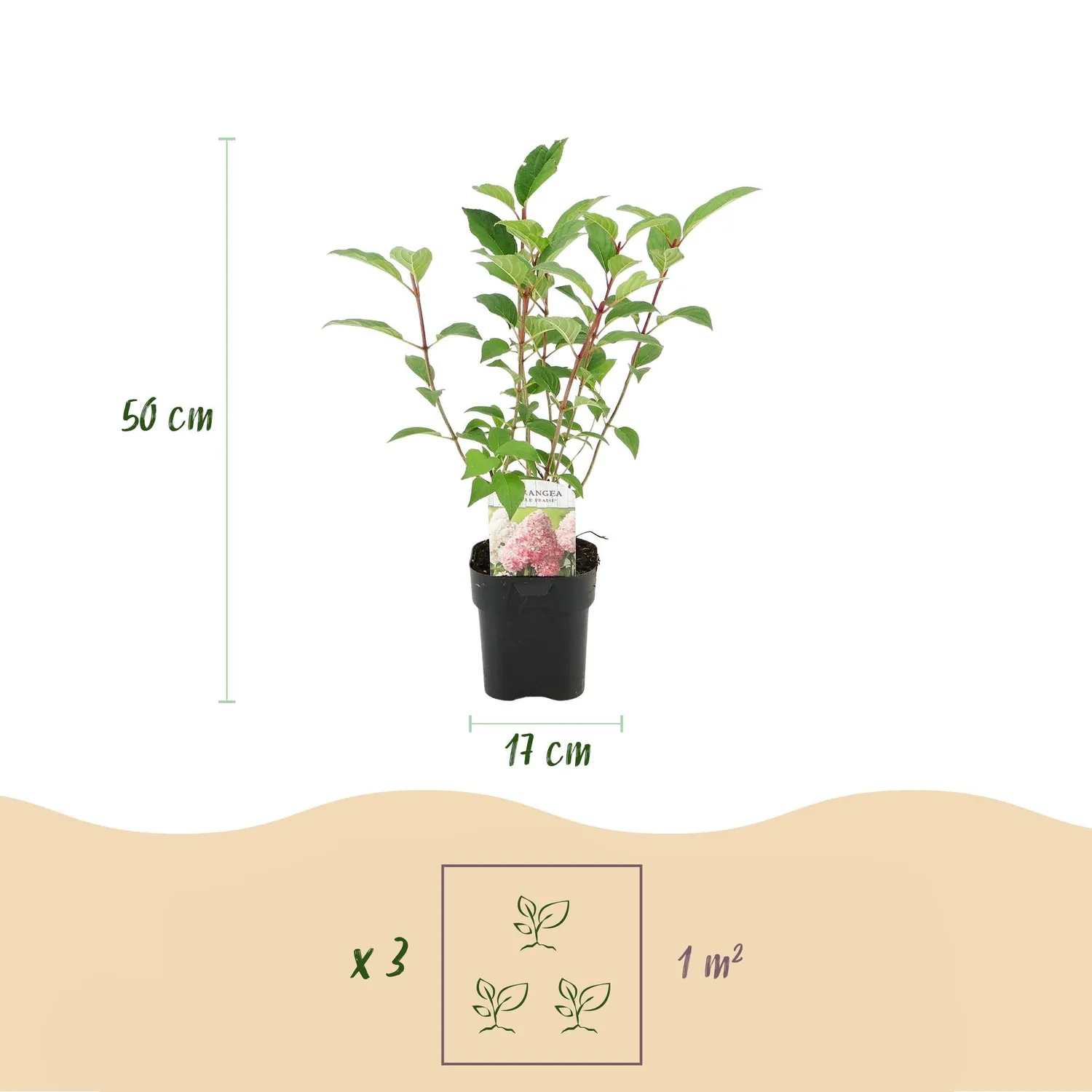 Plant and Stories Hortensia Vanille Fraise arbuste pot 17cm 1 plant