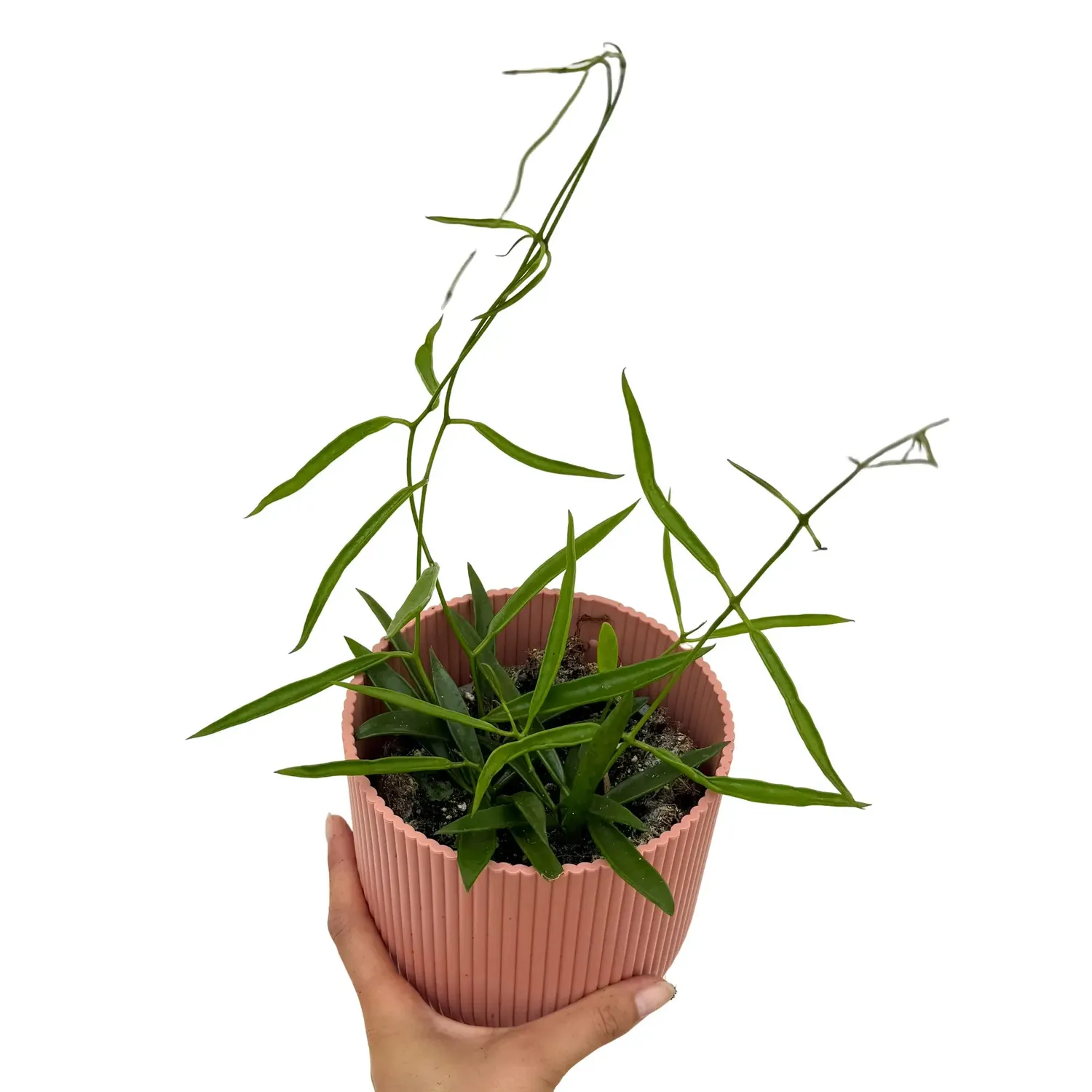 Plant and Stories Hoya Longifolia plante pot 12 cm retombante