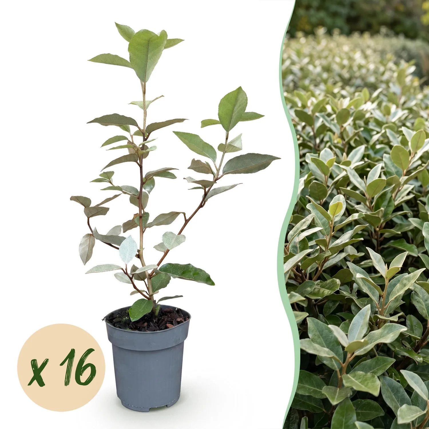 Plant and Stories Chalef Compacta Eleagnus haie persistante pot 9cm