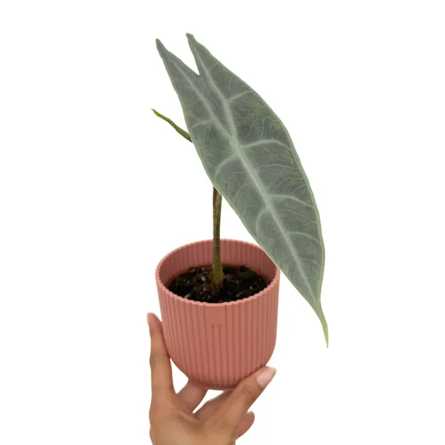 Plant and Stories Alocasia Longiloba Silver plante pot 8cm
