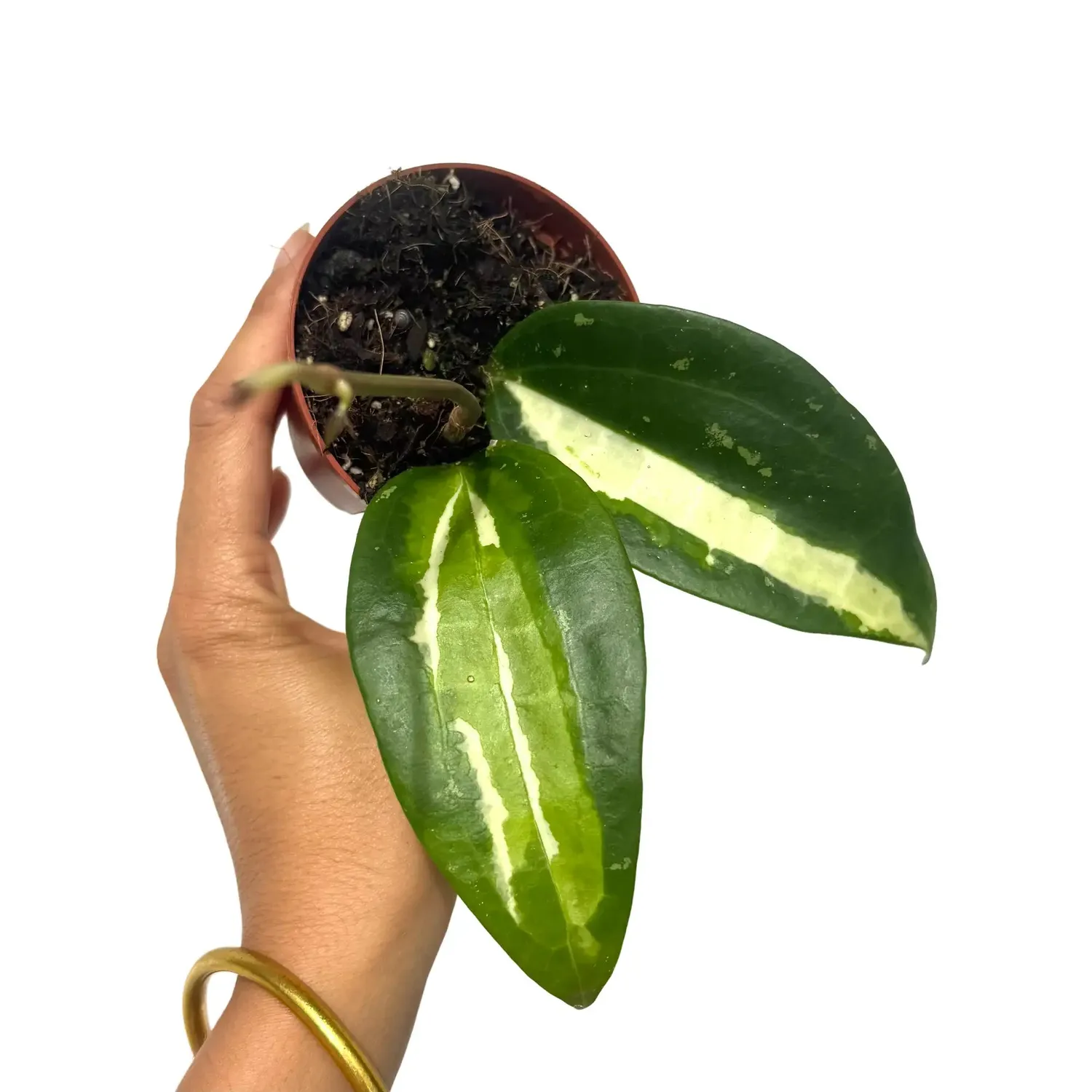 Plant and Stories Inner Variegata hoya latifolia 8 cm panaché