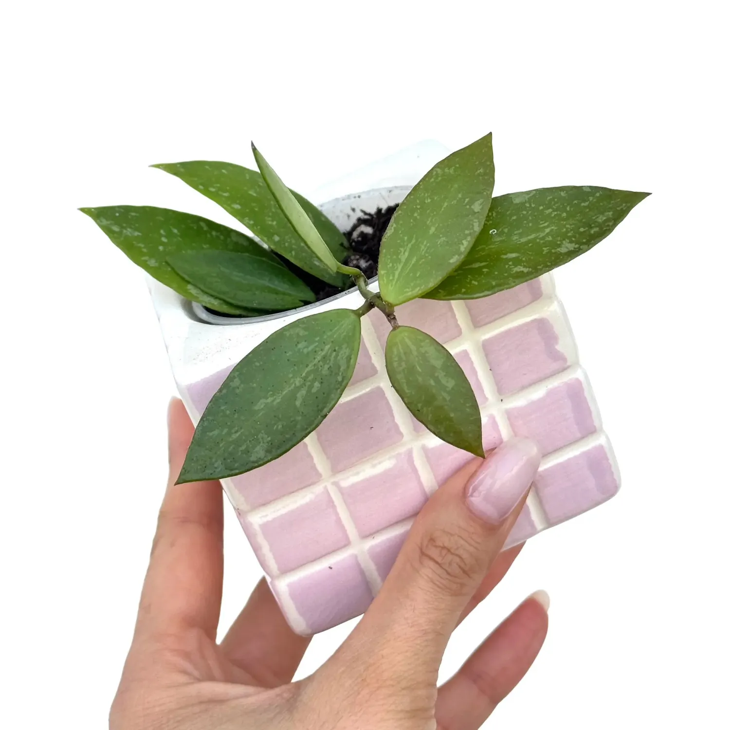 Plant and Stories Hoya Memoria plante grimpante pot 6 cm