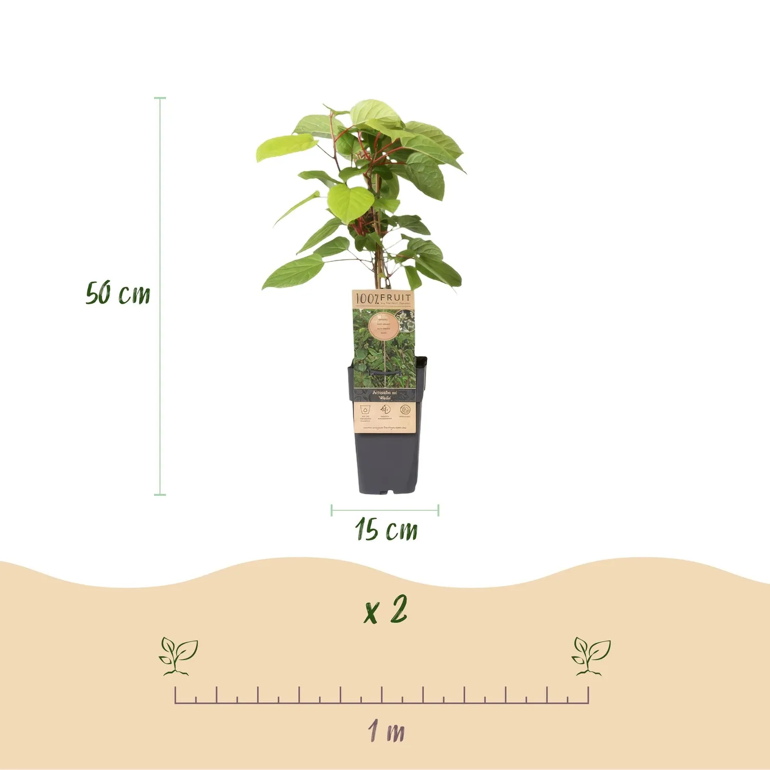 Plant and Stories Weiki kiwi autofertile pot 15 cm rustique