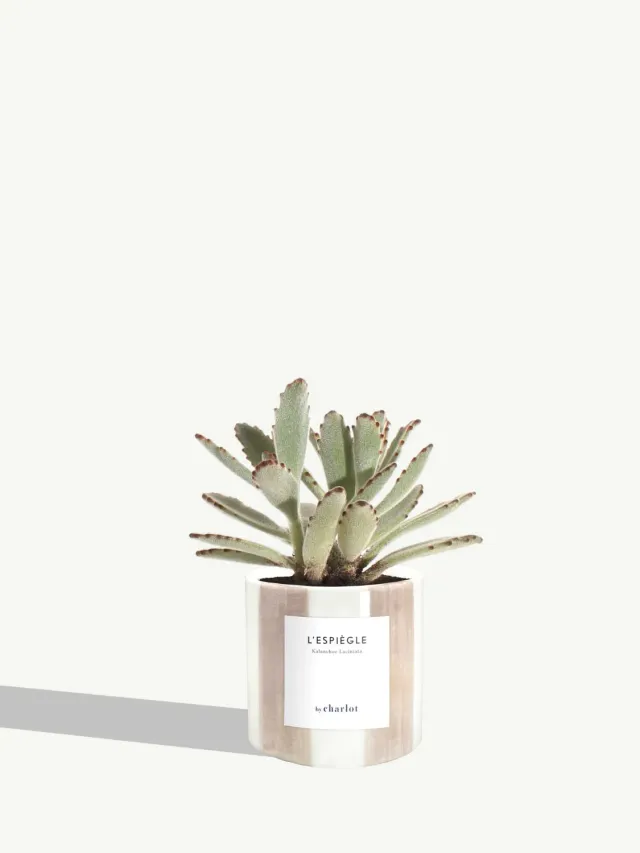 By Charlot L’Espiègle kalanchoe plante XS pot 8 cm