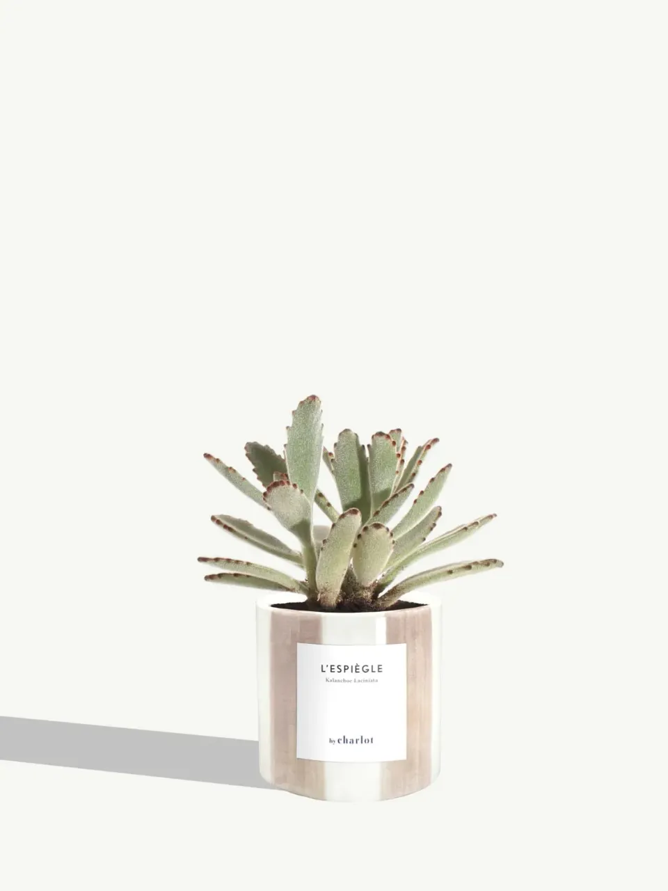 By Charlot L’Espiègle kalanchoe plante XS pot 8 cm