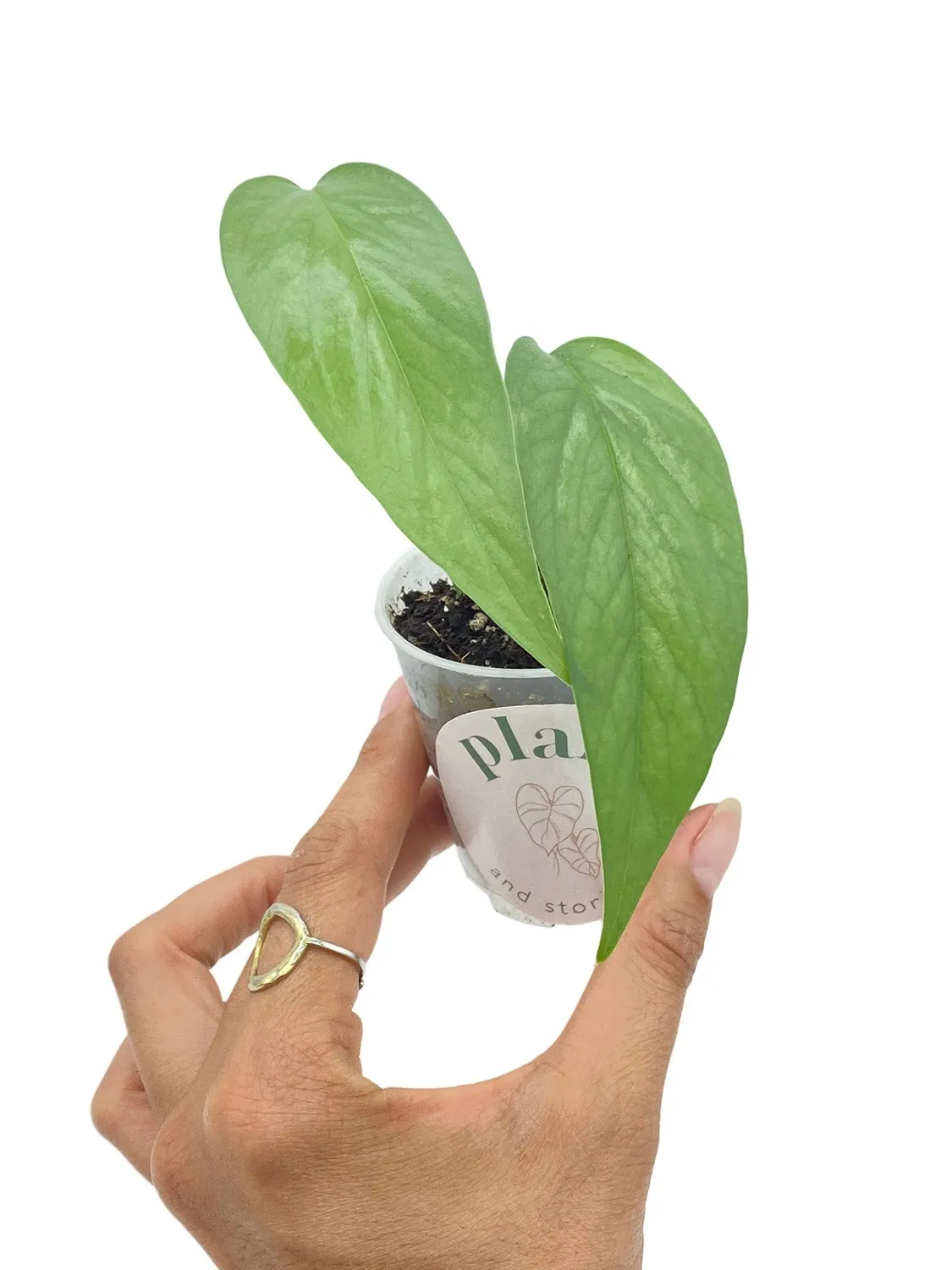 Plant and Stories Epipremnum Cebu Blue pothos pot 6 cm argenté