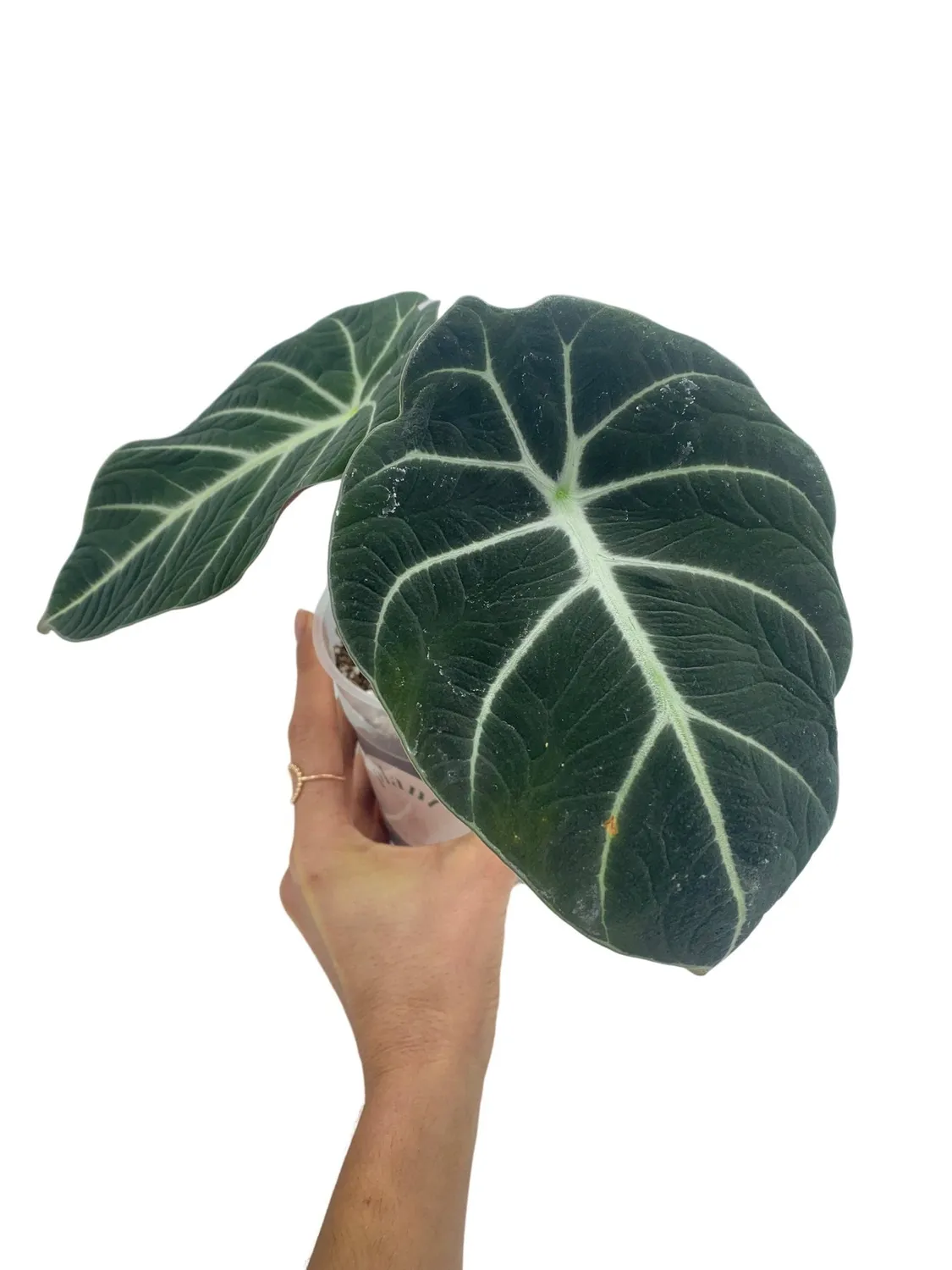 PLANT AND STORIES Black Velvet alocasia velours pot 12 cm