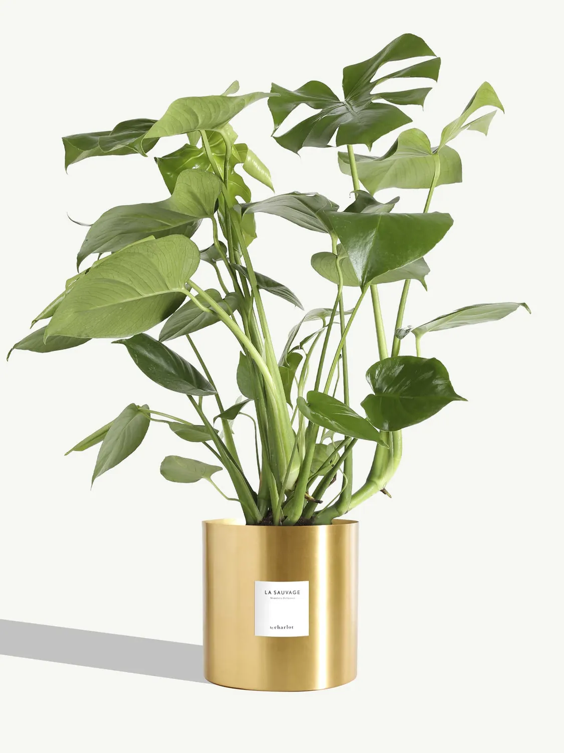 By Charlot La Sauvage plante monstera 77 cm pot 18 cm