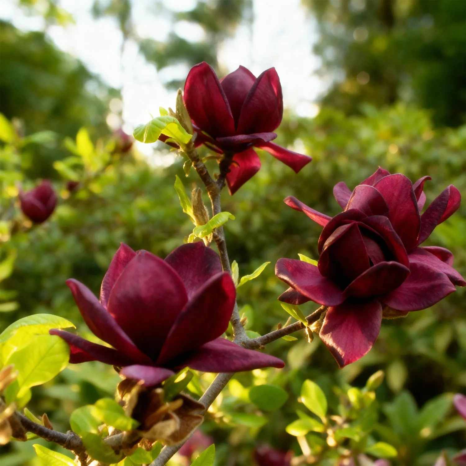 Plant and Stories Magnolia Genie arbuste pot 12cm pourpre