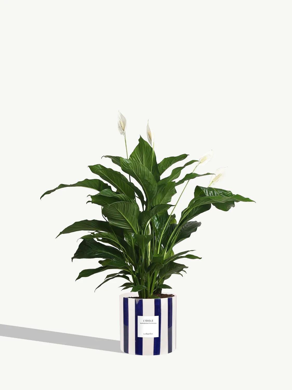 By Charlot L'Idole plante Spathiphyllum 125 cm avec pot XL