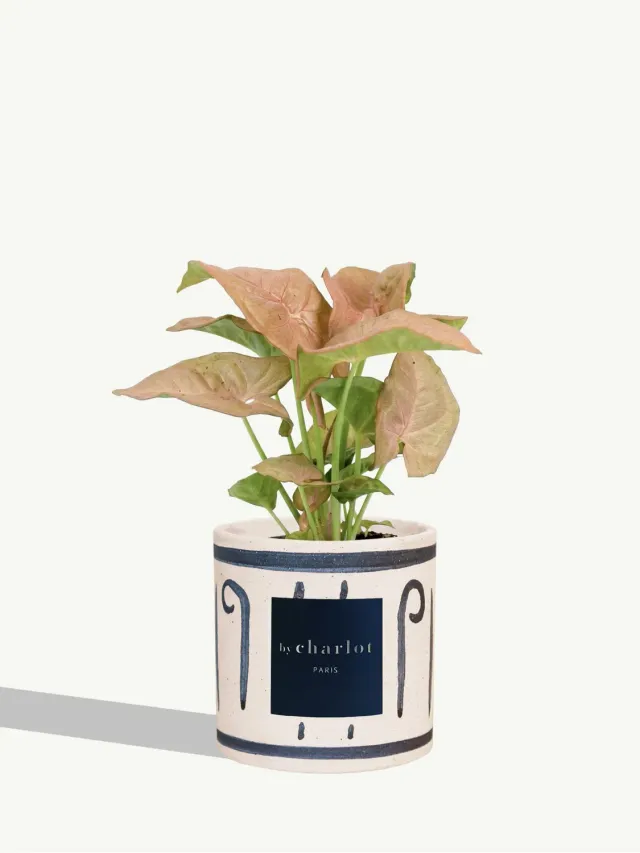 By Charlot L'Adorable syngonium plante pot 10 cm lumineuse