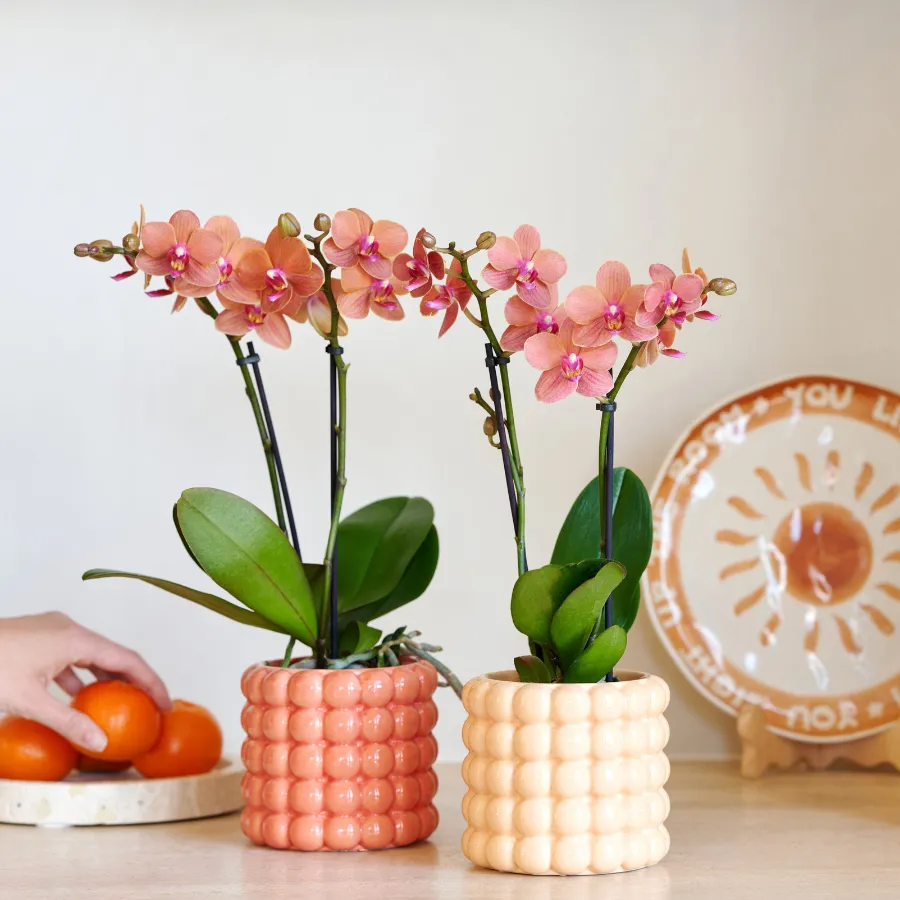 Plant and Stories Phalaenopsis Bolzano orchidée coffret orange 9 cm