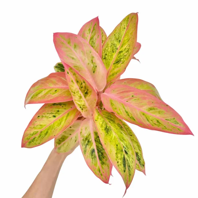 Plant and Stories Aglaonema Salmon Fantasy plante pot 12cm